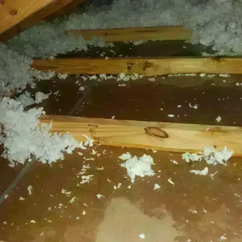 Attic Water Damage in Auburn, AL